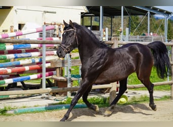 Arabo Egiziano, Stallone, 5 Anni, 152 cm, Morello