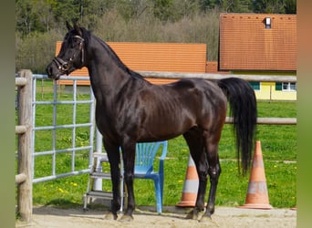 Arabo Egiziano, Stallone, 5 Anni, 152 cm, Morello