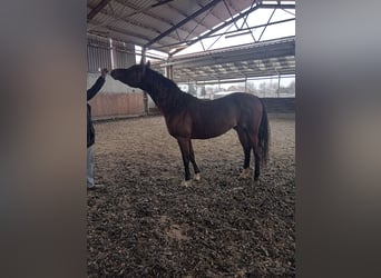 Arabo Egiziano, Stallone, 6 Anni, 150 cm, Baio