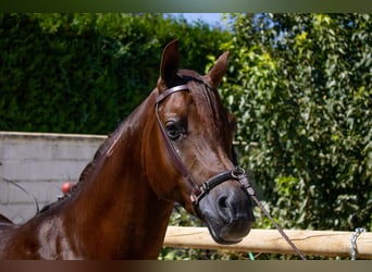 Arabo Egiziano, Stallone, 6 Anni, 151 cm, Sauro