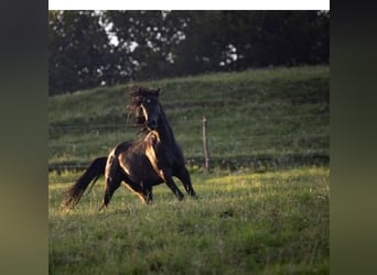 Arabo Egiziano, Stallone, 6 Anni, 152 cm, Morello