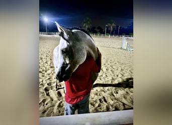 Arabo Egiziano, Stallone, 7 Anni, 160 cm, Bianco