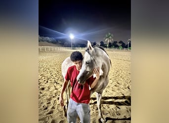 Arabo Egiziano, Stallone, 7 Anni, 160 cm, Bianco