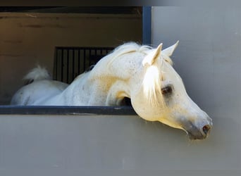 Arabo Egiziano, Stallone, 23 Anni, 149 cm, Grigio trotinato