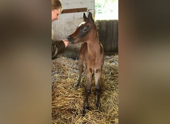 Arabo Egiziano, Stallone, Puledri (03/2025), 150 cm, Grigio