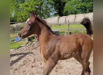 Arabo Egiziano, Stallone, Puledri (03/2025), 150 cm, Grigio
