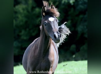 Arabo Egiziano, Stallone, Puledri (03/2025), 154 cm, Morello
