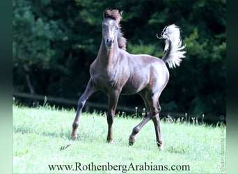 Arabo Egiziano, Stallone, Puledri (03/2025), 154 cm, Morello