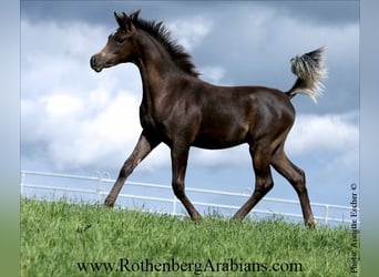 Arabo Egiziano, Stallone, Puledri (03/2025), 154 cm, Morello