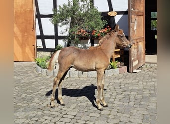 Arabo Egiziano, Stallone, Puledri (05/2026), Grigio