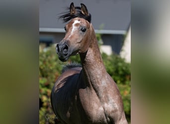 Arabo Egiziano, Stallone, 5 Anni, 153 cm, Può diventare grigio