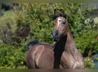 Arabo Egiziano, Stallone, 5 Anni, 153 cm, Può diventare grigio