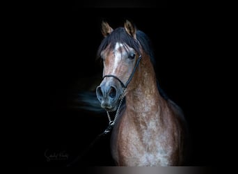 Arabo Egiziano, Stallone, 4 Anni, 153 cm, Può diventare grigio