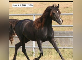 Arabo Egiziano, Stallone, 4 Anni, 155 cm, Rabicano