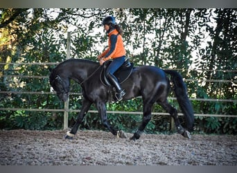 Arabo-Fries, Hengst, 12 Jaar, 167 cm, Zwart