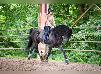 Arabo-Fries, Hengst, 12 Jaar, 167 cm, Zwart