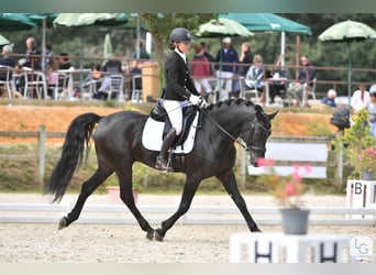 Arabo-Fries, Hengst, 12 Jaar, 167 cm, Zwart