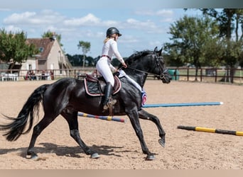 Arabo-Fries, Hengst, 12 Jaar, 167 cm, Zwart