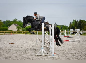 Arabo-Fries, Hengst, 12 Jaar, 167 cm, Zwart