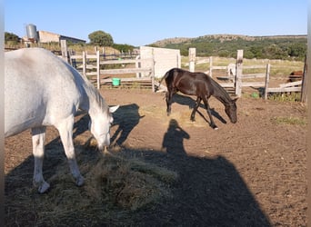 Arabo-Fries, Hengst, 2 Jaar, 170 cm, Zwart