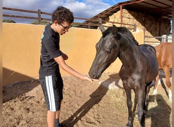 Arabo-Fries, Hengst, 2 Jaar, 170 cm, Zwart