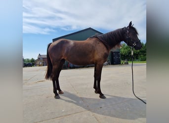 Arabo-Fries Mix, Hengst, 3 Jaar, 154 cm, Zwart