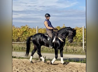 Arabo-Fries Mix, Hengst, 6 Jaar, 156 cm, Zwart