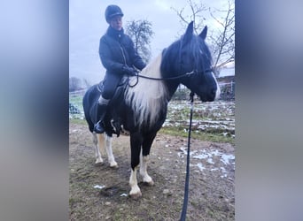 Arabo-Fries, Hengst, 9 Jaar, 158 cm, Gevlekt-paard