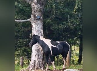 Arabo-Fries, Hengst, 9 Jaar, 158 cm, Gevlekt-paard