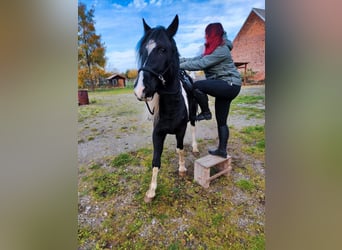 Arabo-Fries, Hengst, 9 Jaar, 158 cm, Gevlekt-paard