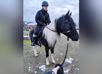 Arabo-Fries, Hengst, 9 Jaar, 158 cm, Gevlekt-paard