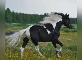 Arabo-Fries, Hengst, 9 Jaar, 158 cm, Gevlekt-paard