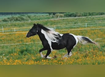 Arabo-Fries, Hengst, 9 Jaar, 158 cm, Gevlekt-paard