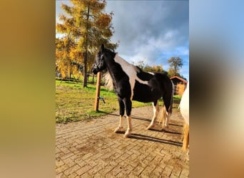 Arabo-Fries Mix, Hengst, 9 Jaar, 158 cm, Gevlekt-paard