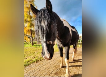 Arabo-Fries Mix, Hengst, 9 Jaar, 158 cm, Gevlekt-paard