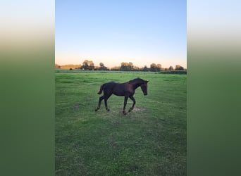 Arabo-Fries Mix, Hengst, veulen (05/2023), 163 cm, Zwart
