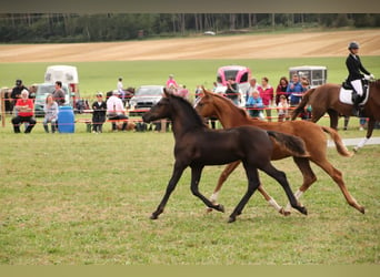 Arabofriese, Hengst, Fohlen (05/2024), Rappe