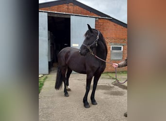 Arabo-Fries, Merrie, 7 Jaar, 165 cm, Zwart