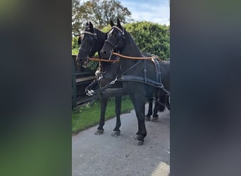 Arabo-Frieser, Valack, 3 år, 162 cm, Svart