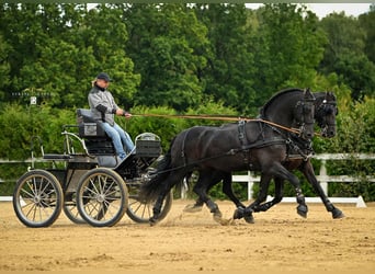 Arabo-Friesian, Gelding, 12 years, 15,3 hh, Black