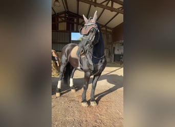 Arabo-Friesian, Gelding, 14 years, 16 hh, Black