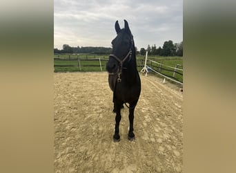 Arabofriese, Wallach, 19 Jahre, 16 hh, Rappe