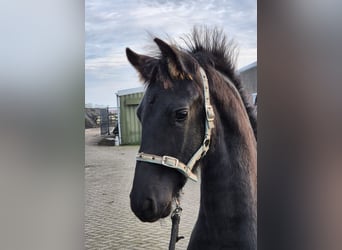 Arabo-Friesian, Gelding, 1 year, 14.1 hh, Black Arabo-Friesian, Gelding, 1 year, 14.1 hh, Black