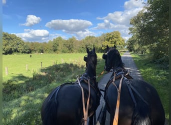 Arabo-Friesian, Gelding, 3 years, 15,3 hh, Black