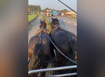 Arabo-Friesian, Gelding, 3 years, 16 hh, Black