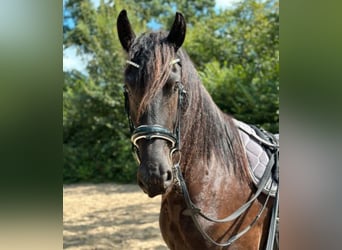 Arabofriese, Wallach, 5 Jahre, 15,2 hh, Rappe