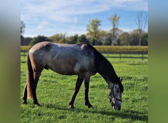 Arabo-Friesian, Gelding, 6 years, 16 hh, Grey