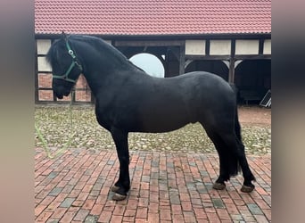 Arabo-Friesian, Gelding, 7 years, Black