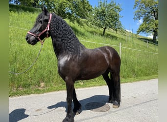 Arabofriese, Wallach, 8 Jahre, 16 hh, Rappe