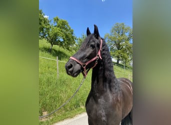 Arabo-Friesian, Gelding, 8 years, 16 hh, Black